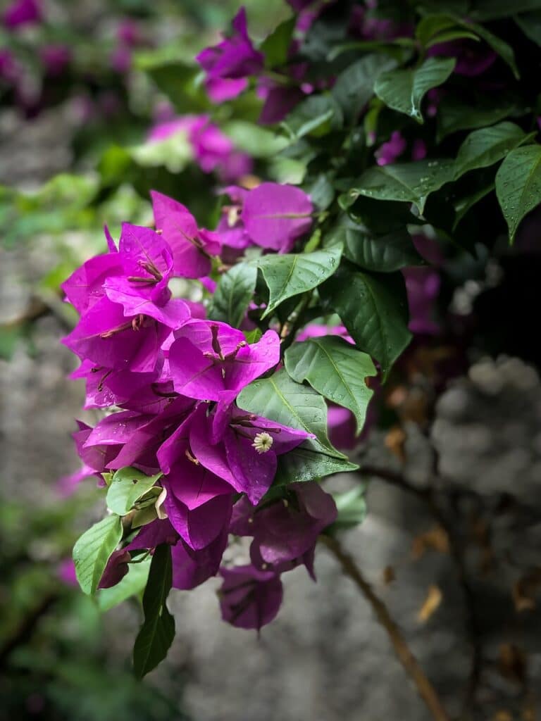 The Role Of Cosmetic Dentists In Dental Veneers