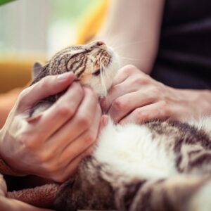 Photo Tooth bonding
