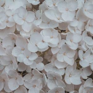 Photo Whitening Vs Bleaching